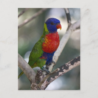 Rainbow Lorikeet Briefkaart