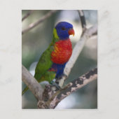 Rainbow Lorikeet Briefkaart (Voorkant)