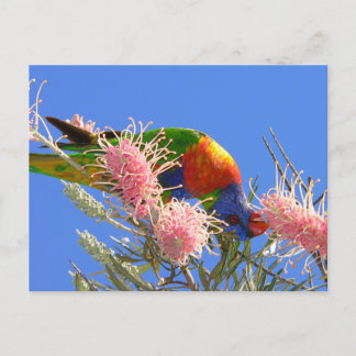 Rainbow Lorikeet Briefkaart