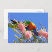 Rainbow Lorikeet Briefkaart (Voorkant / Achterkant)