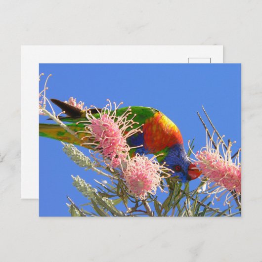 Rainbow Lorikeet Briefkaart (Voorkant / Achterkant)