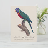 Rainbow lorikeet female, Trichoglossus moluccanus Bedankkaart (Staand voorkant)