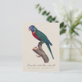 Rainbow lorikeet female, Trichoglossus moluccanus Briefkaart (Staand voorkant)