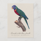 Rainbow lorikeet female, Trichoglossus moluccanus Briefkaart (Voorkant)