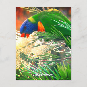 Rainbow Lorikeet Foto Briefkaart