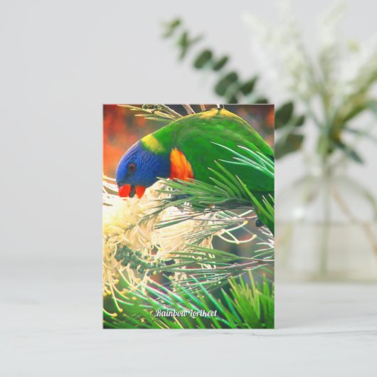 Rainbow Lorikeet Foto Briefkaart (Staand voorkant)