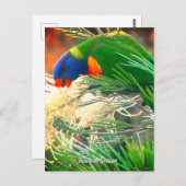 Rainbow Lorikeet Foto Briefkaart (Voorkant / Achterkant)