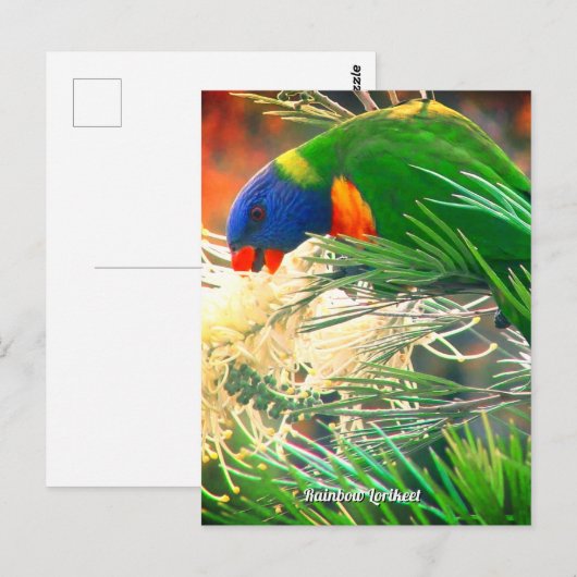 Rainbow Lorikeet Foto Briefkaart (Voorkant / Achterkant)