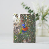 RAINBOW LORIKEET IN TREE PLATTELANDSAUSTRALIË BRIEFKAART (Staand voorkant)