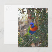 RAINBOW LORIKEET IN TREE PLATTELANDSAUSTRALIË BRIEFKAART (Voorkant / Achterkant)