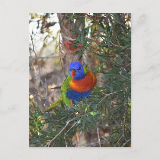 RAINBOW LORIKEET IN TREE PLATTELANDSAUSTRALIË BRIEFKAART (Voorkant)