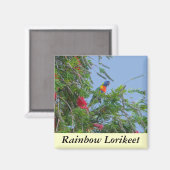 Rainbow Lorikeet Magneet (Voorkant / Achterkant)