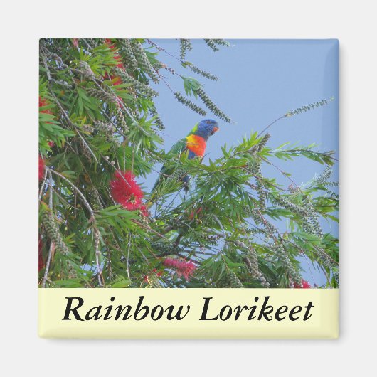 Rainbow Lorikeet Magneet (Voorkant)