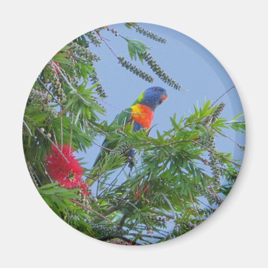 Rainbow Lorikeet Magneet (Voorkant)