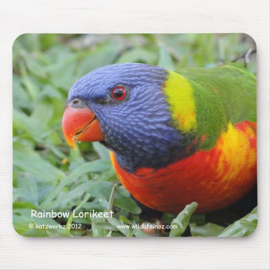 Rainbow Lorikeet Muismat (Voorkant)