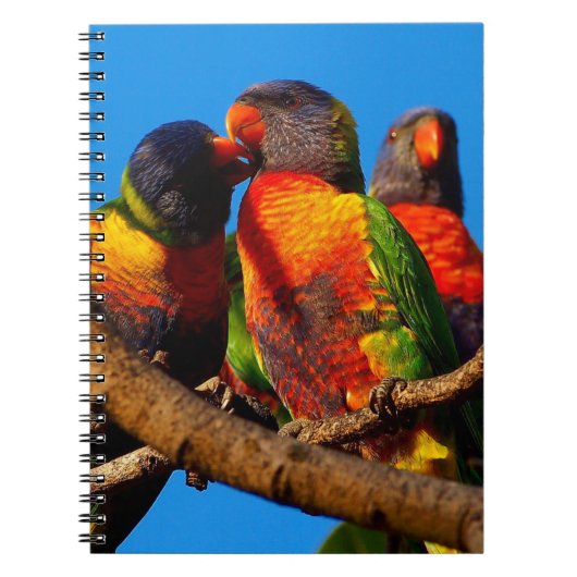 Rainbow Lorikeet notitieboek (Voorkant)