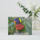 Rainbow Lorikeet op Post Briefkaart (Staand voorkant)