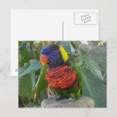 Rainbow Lorikeet op Post Briefkaart (Voorkant / Achterkant)