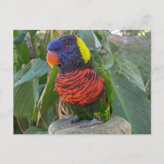 Rainbow Lorikeet op Post Briefkaart (Voorkant)