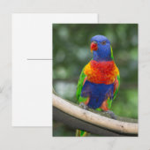 Rainbow Lorikeet Portrait Briefkaart (Voorkant / Achterkant)