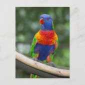 Rainbow Lorikeet Portrait Briefkaart (Voorkant)