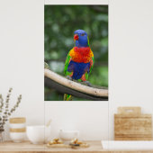 Rainbow Lorikeet Portrait Poster (Keuken)