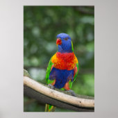 Rainbow Lorikeet Portrait Poster (Voorkant)
