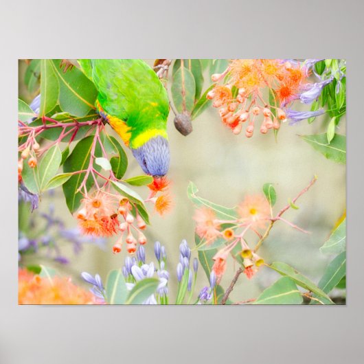 Rainbow Lorikeet Poster (Voorkant)