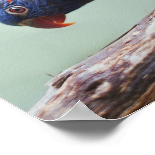Rainbow Lorikeet Poster (Hoek)