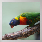 Rainbow Lorikeet Poster (Voorkant)