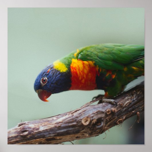 Rainbow Lorikeet Poster (Voorkant)