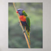 Rainbow Lorikeet Poster (Voorkant)