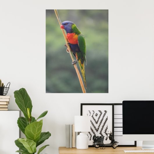 Rainbow Lorikeet Poster (Thuiskantoor)