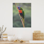 Rainbow Lorikeet Poster (Keuken)