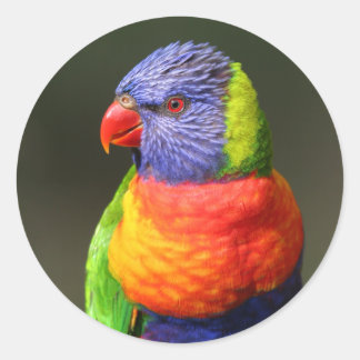 Rainbow Lorikeet Ronde Sticker