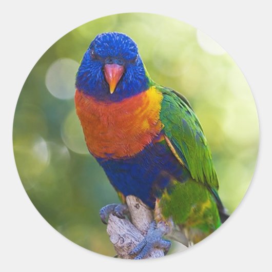 Rainbow Lorikeet Ronde Sticker (Voorkant)
