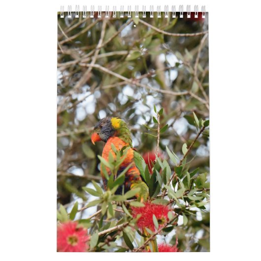 RAINBOW LORIKEET RURAL QUEENSLAND AUSTRALIË KALENDER (Hoes)