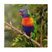 Rainbow Lorikeet Tegeltje (Voorkant)