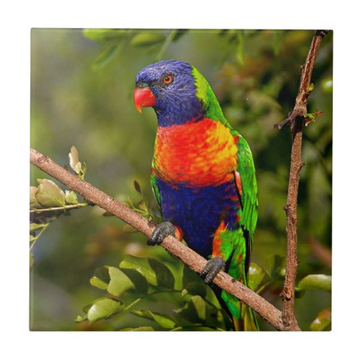 Rainbow Lorikeet Tegeltje (Voorkant)