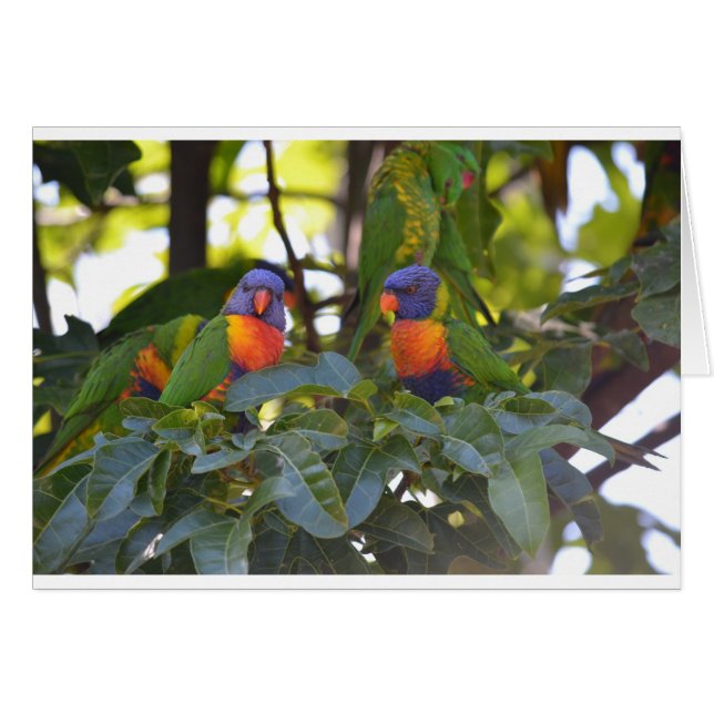 Rainbow Lorikeets (Voorkant Horizontaal)