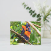 Rainbow Lorikeets Briefkaart (Staand voorkant)