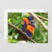 Rainbow Lorikeets Briefkaart (Voorkant / Achterkant)
