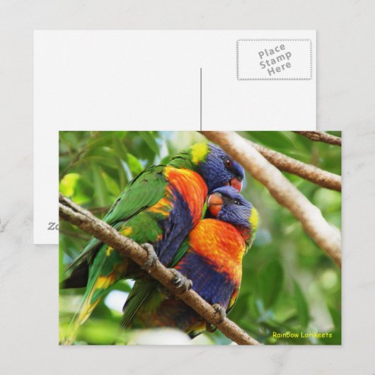Rainbow Lorikeets Briefkaart (Voorkant / Achterkant)