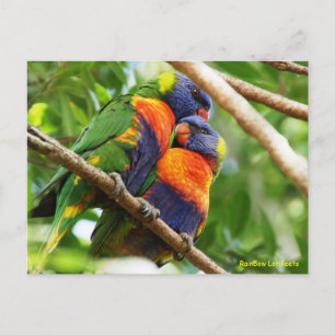 Rainbow Lorikeets Briefkaart