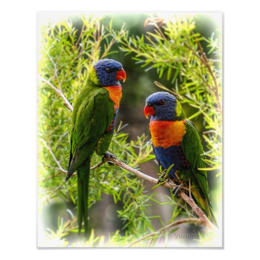 Rainbow Lorikeets Foto Afdruk (Voorkant)