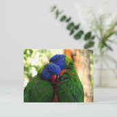 Rainbow Lorikeets in Liefde Foto Briefkaart (Staand voorkant)