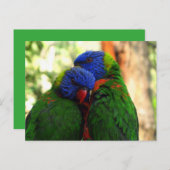 Rainbow Lorikeets in Liefde Foto Briefkaart (Voorkant / Achterkant)