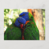 Rainbow Lorikeets in Liefde Foto Briefkaart (Voorkant)