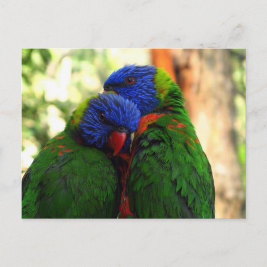 Rainbow Lorikeets in Liefde Foto Briefkaart (Voorkant)