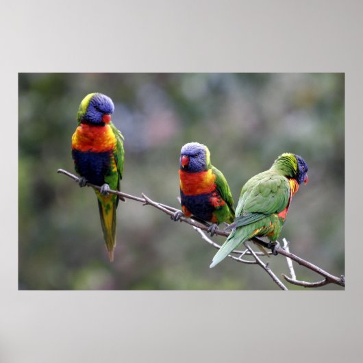Rainbow Lorikeets Poster (Voorkant)